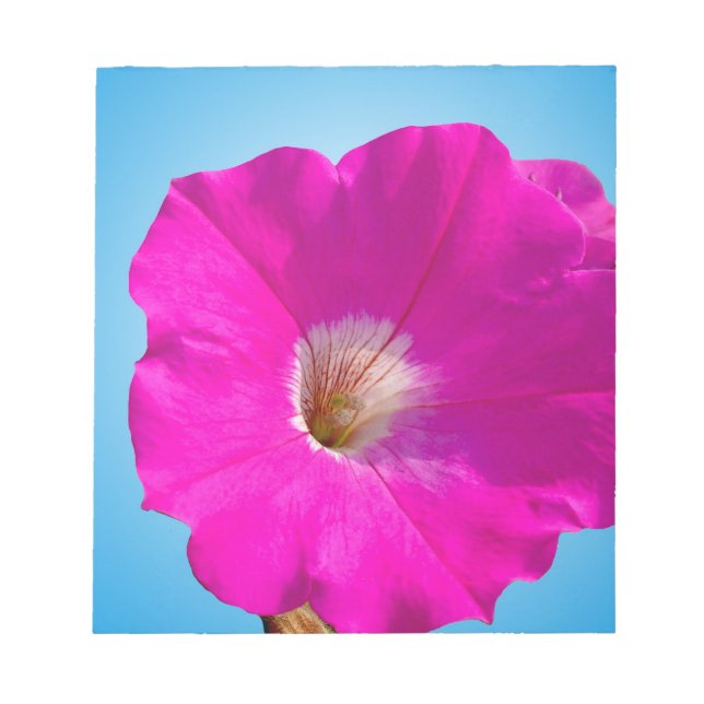 Bloc De Notas flor de petunia rosa de fondo azul. (Frente)