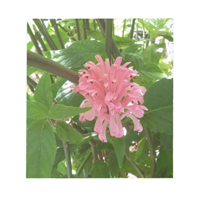 Bloc De Notas Flor de plumas brasileña (Frente)