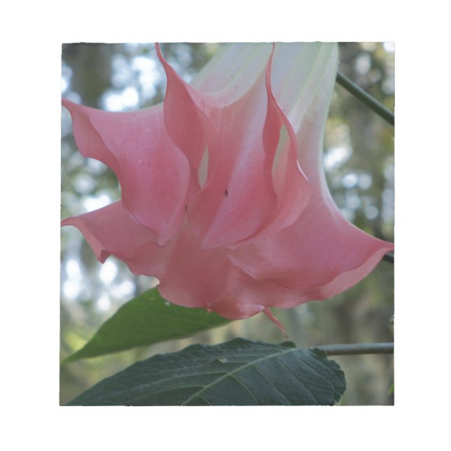 Bloc De Notas Flor de trompeta de los Ángeles rosa (Frente)