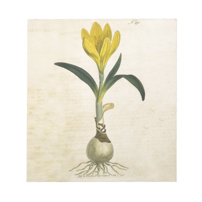 Bloc De Notas Flor Jardín Botánico Amaryllis Tulip (Frente)