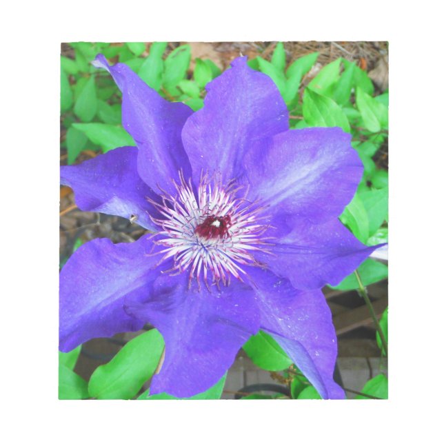Bloc De Notas Flor morada de clematis (Frente)