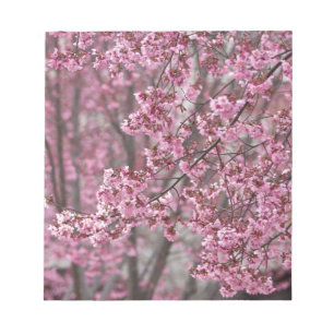 Bloc De Notas Florecimiento de cerezo sakura en rosa