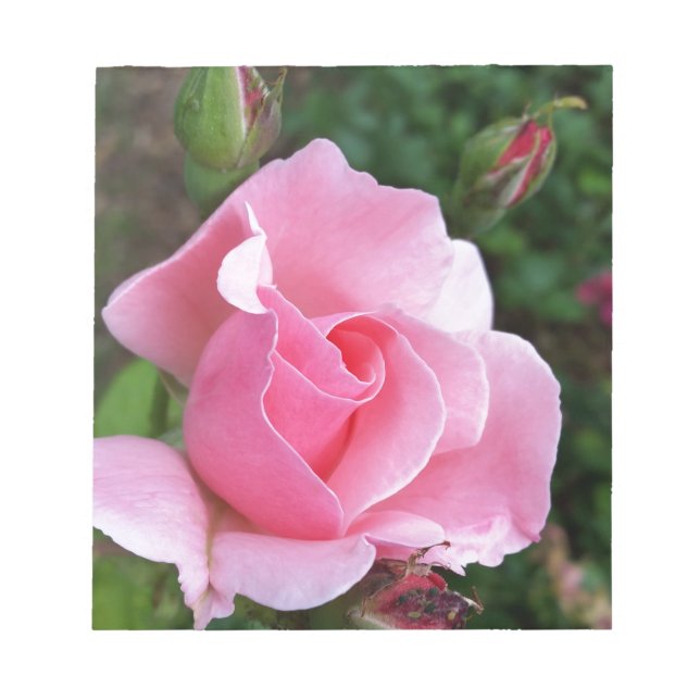 Bloc De Notas florecimiento rosa rosado (Frente)