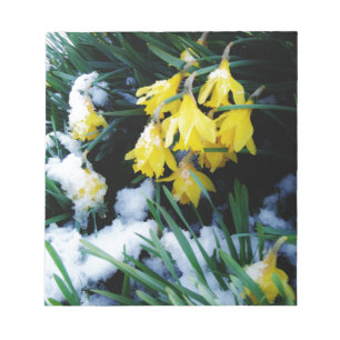 Bloc De Notas Flores de los Daffodils amarillos en la nieve