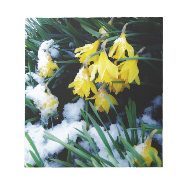 Bloc De Notas Flores de los Daffodils amarillos en la nieve (Frente)