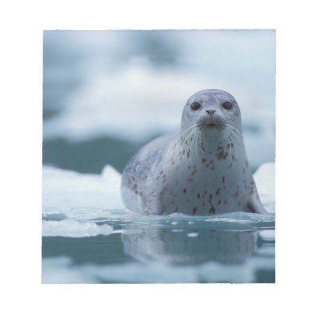 Bloc De Notas foca común del pacífico, Phoca vitulina richardsi (Frente)