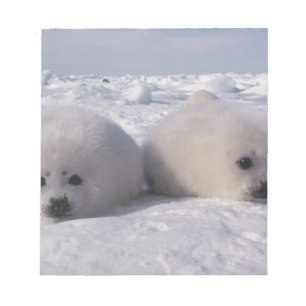 Bloc De Notas Foca de Groenlandia (Phoca groenlandica) Crías de 