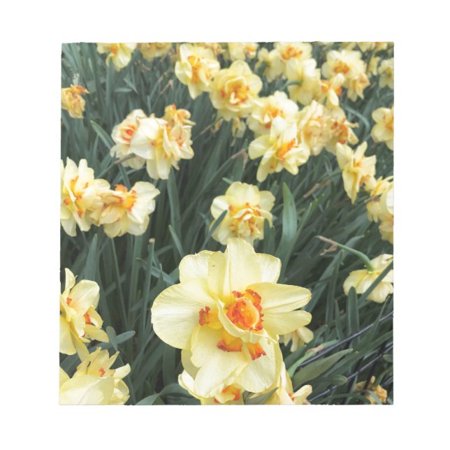 Bloc De Notas Foto de Daffodils (Frente)