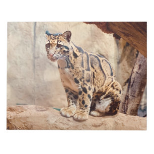Bloc De Notas foto de leopardo nebuloso naturaleza vida silvestr
