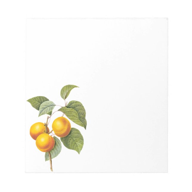 Bloc De Notas Fruta de la comida de la cosecha, Apricot Peach by (Frente)