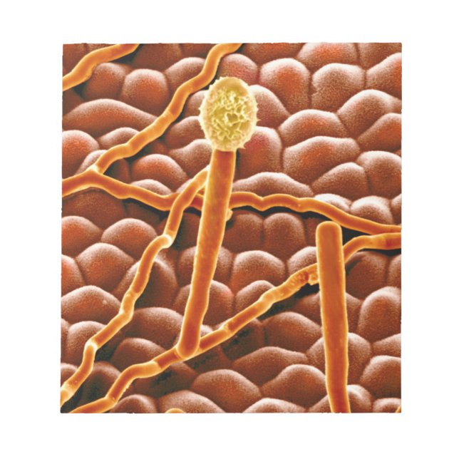 Bloc De Notas Fungus polvorientos sobre Poinsettia (Frente)