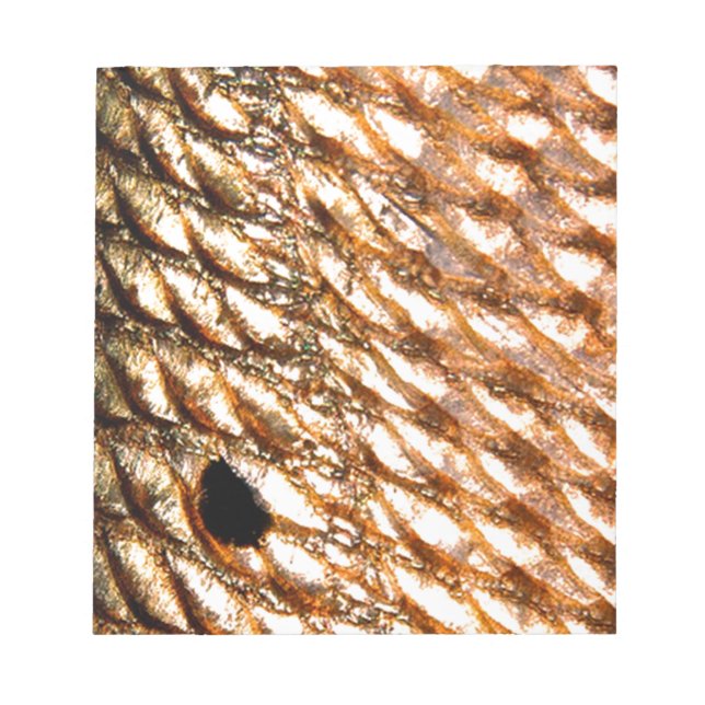 Bloc De Notas "Gallineta roja" - Tambor rojo de PatternWear© (Frente)