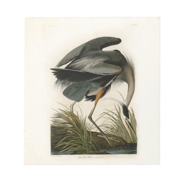 Bloc De Notas Garza azul grande de Audubon Marsh Bird (Frente)