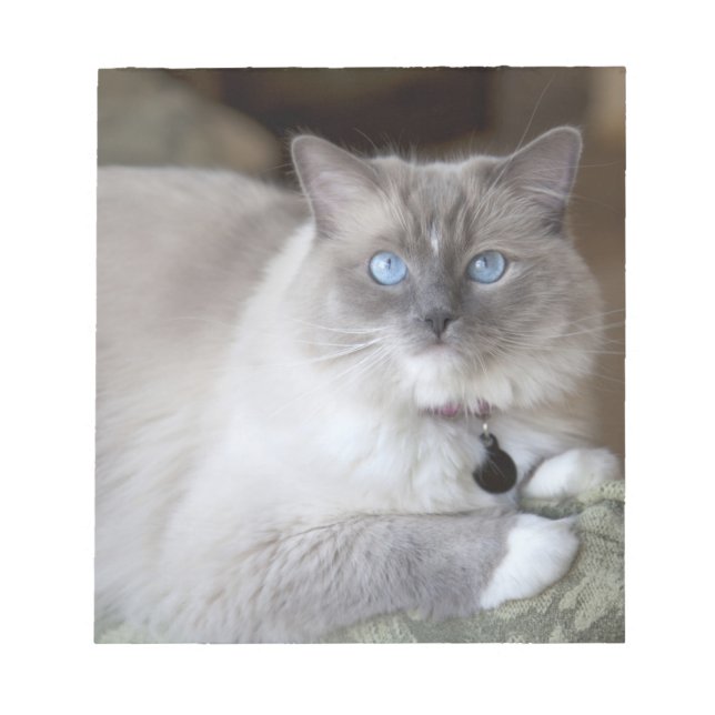 Bloc De Notas Gata Ragdoll hembra (Frente)