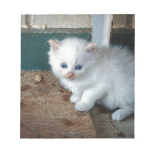Bloc De Notas Gatito blanco