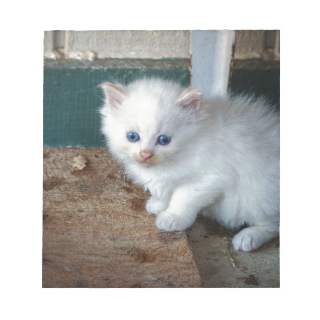 Bloc De Notas Gatito blanco (Frente)