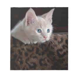 Bloc De Notas Gatito crema con hermosos ojos azules