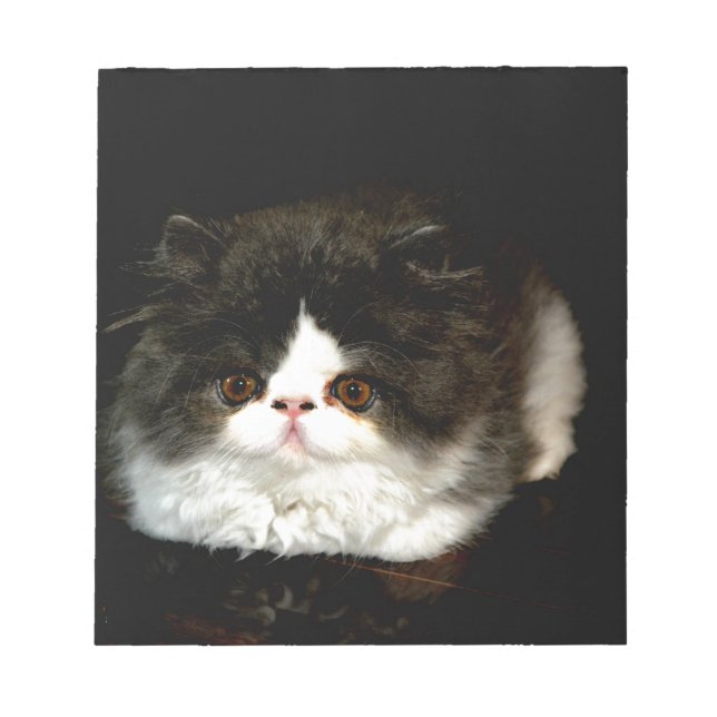 Bloc De Notas Gatito de gatito blanco y negro (Frente)