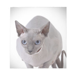 Bloc De Notas Gato de Sphynx