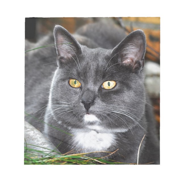 Bloc De Notas Gato gris retrato (Frente)