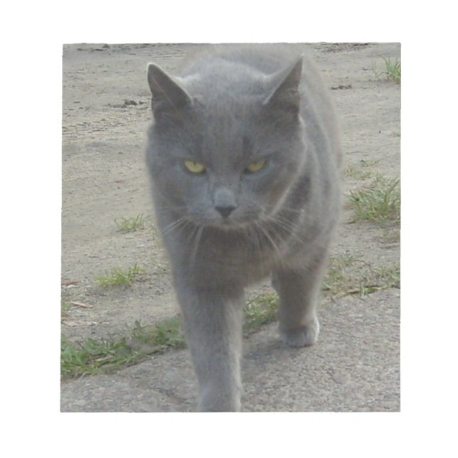 Bloc De Notas Gatos (Frente)