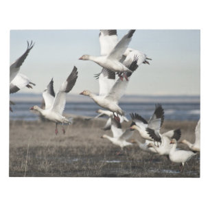 Bloc De Notas Geese de nieve voladora