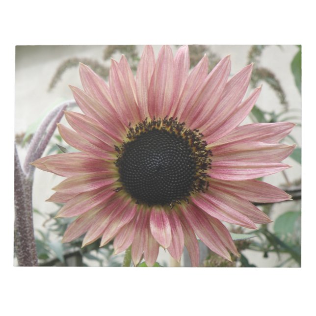 Bloc De Notas Girasol rosa pálido (Frente)