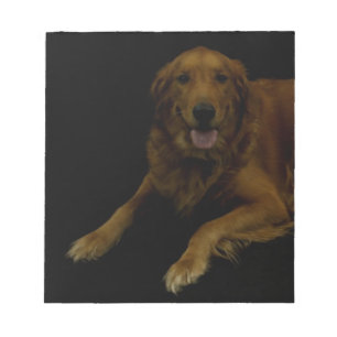 Bloc De Notas Golden retriever