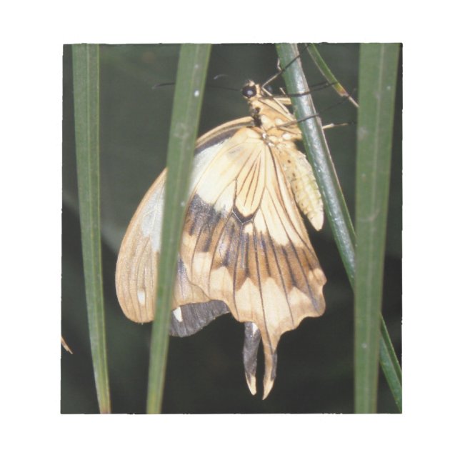 Bloc De Notas Gorgeous Moth Notepad (Frente)