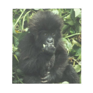 Bloc De Notas Gorila de montaña, (Gorilla gorilla beringei),