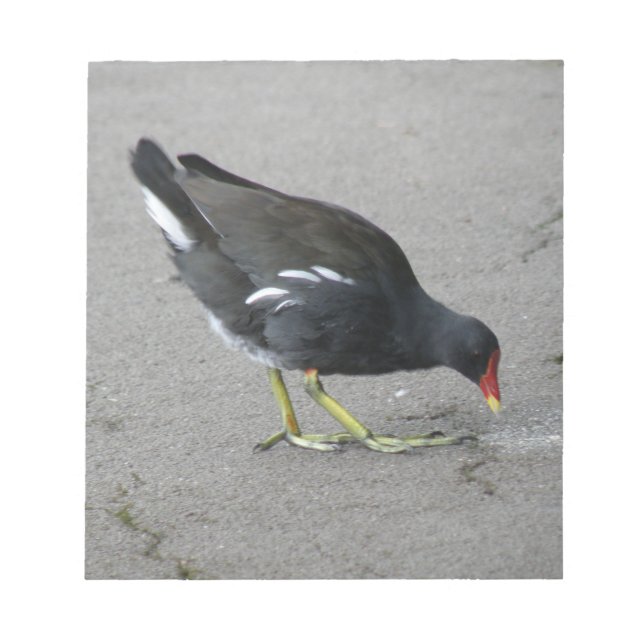 Bloc De Notas Gracioso Moorhen toma el Bow Notepad (Frente)