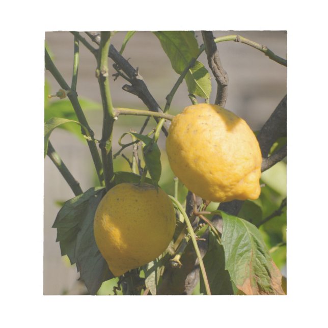 Bloc De Notas Gráficos limones españoles (Frente)