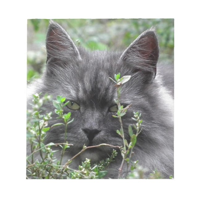 Bloc De Notas Gray Siberian Kitten (Frente)