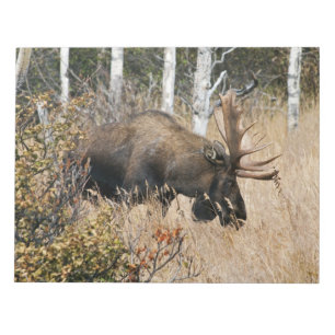 Bloc De Notas Grazing Bull Moose