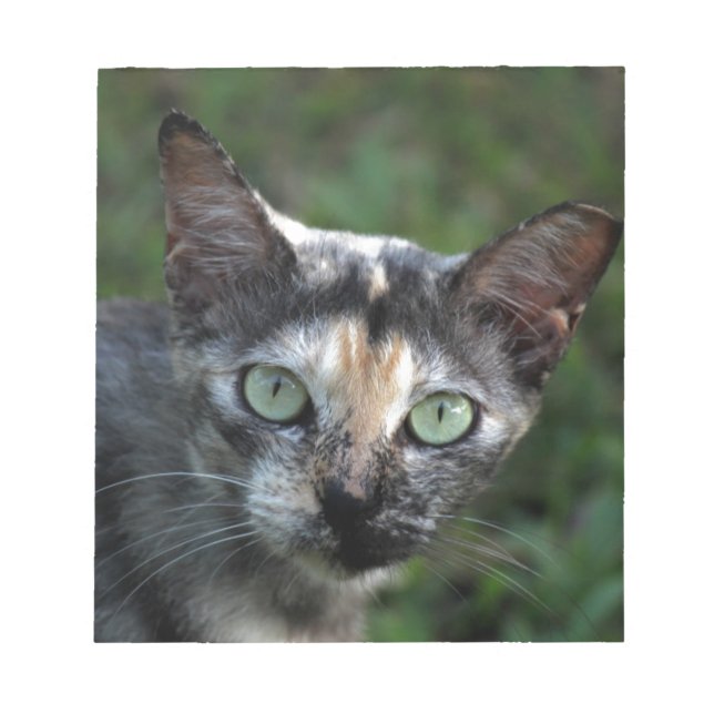 Bloc De Notas Grey Brown White Cat with Green Eyes (Frente)