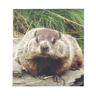 Bloc De Notas Groundhog