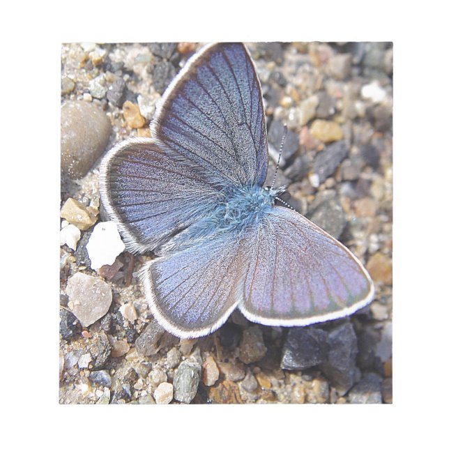 Bloc De Notas Hellblauer Schmetterling (Frente)