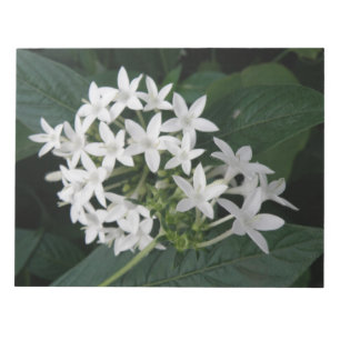 Bloc De Notas Hermosa Bella Flores Tropicales Blancas Notepad