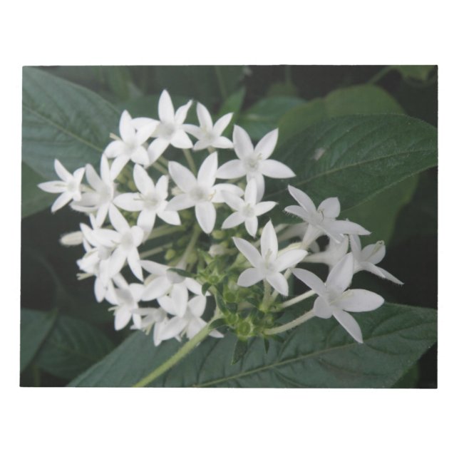 Bloc De Notas Hermosa Bella Flores Tropicales Blancas Notepad (Frente)