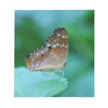 Hermosa mariposa Danaus Plexippus en hoja.