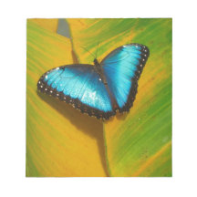 Hermosa mariposa irlandesa