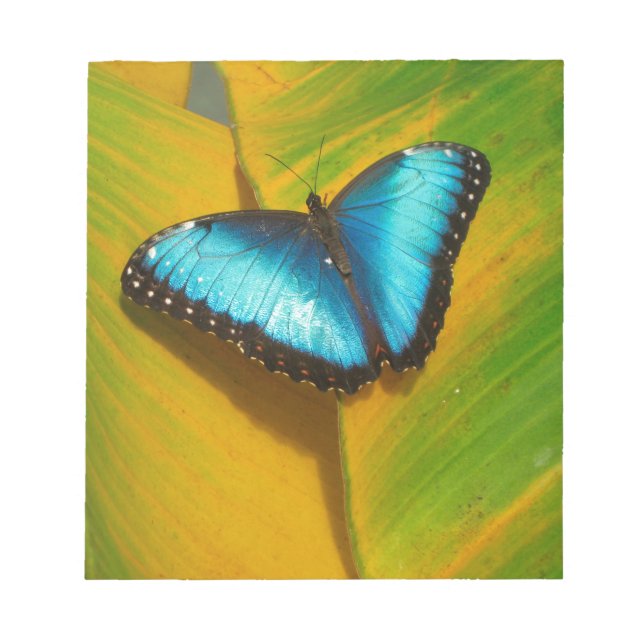 Bloc De Notas Hermosa mariposa irlandesa (Frente)