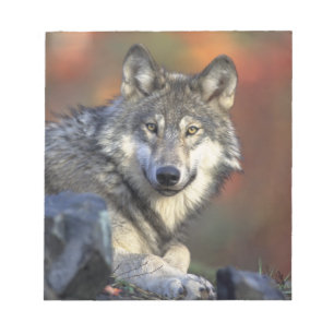 Bloc De Notas Hermoso Lobo