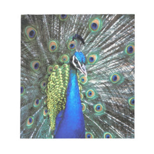 Bloc De Notas Hermoso pavo real desplegando plumas coloridas