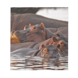 Bloc De Notas Hipopótamo, Hippopotamus amphibius, Lago