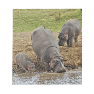 Bloc De Notas Hipopótamo, Hippopotamus amphibius, Serengeti
