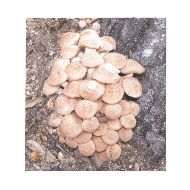 Bloc De Notas hongos sin anillo (Frente)