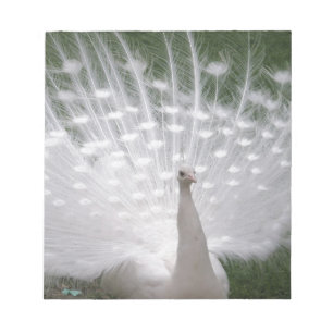 Bloc De Notas Impresionante penacho de pavo real blanco (Peafowl