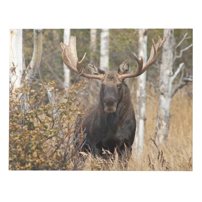 Bloc De Notas Impressive Bull Moose (Frente)