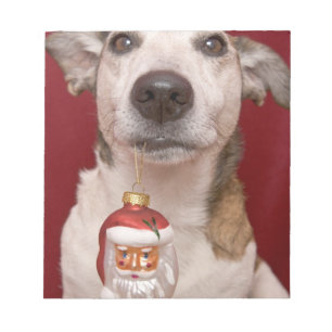 Bloc De Notas Jack Russell Terrier que sostiene el ornamento del